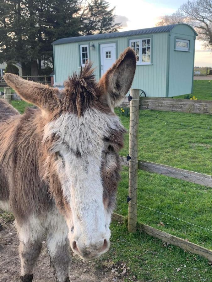 Vila Starry Meadow & Rescued Animal Experiences Great Yarmouth Exteriér fotografie