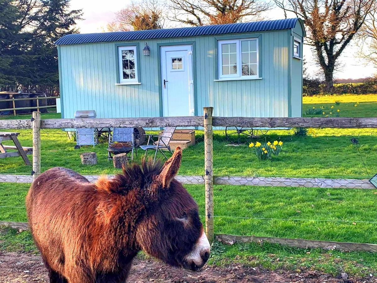 Vila Starry Meadow & Rescued Animal Experiences Great Yarmouth Exteriér fotografie